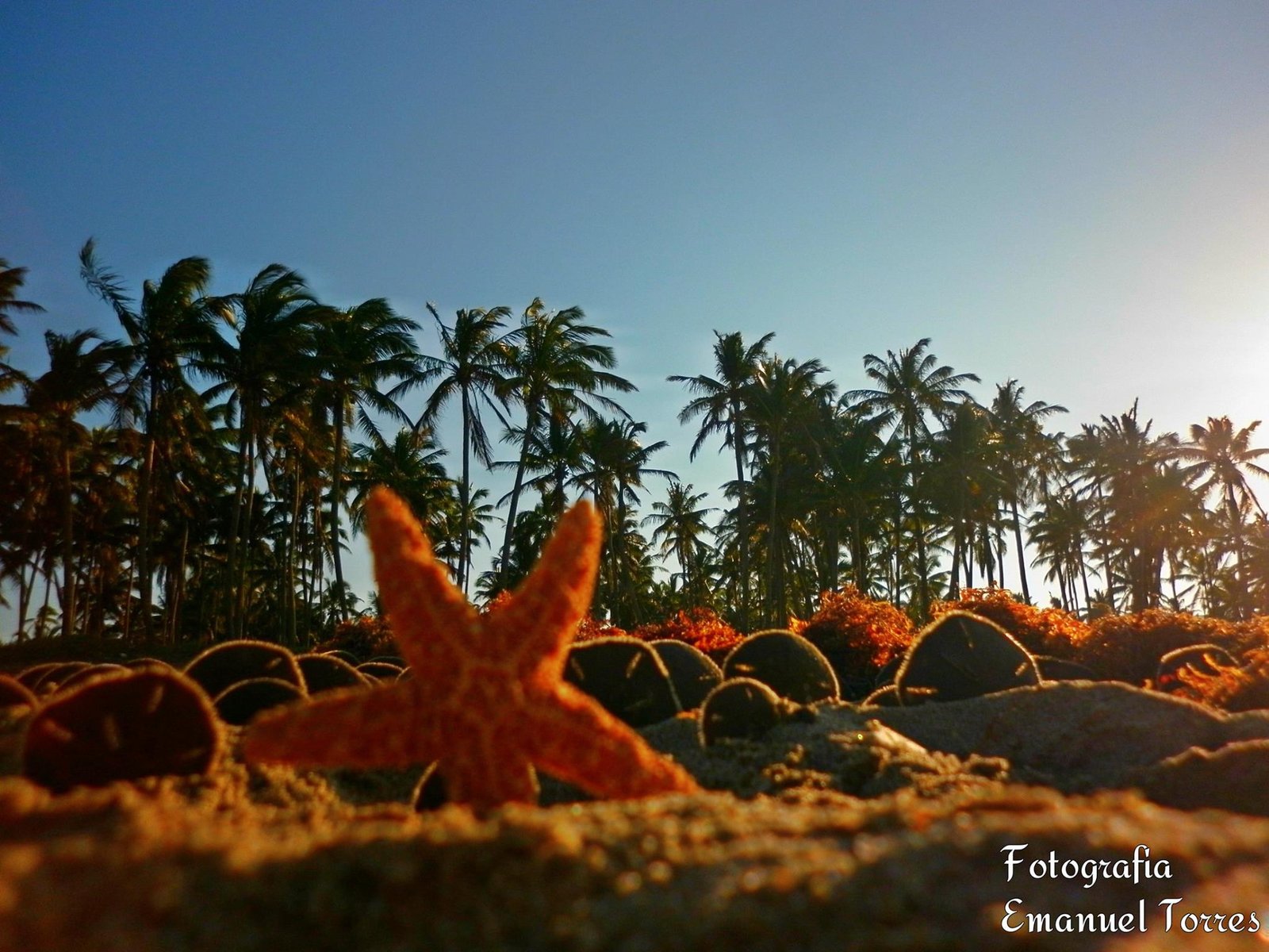 Estrella de Mar